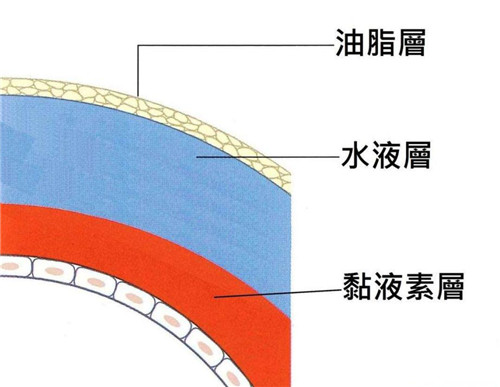 眼睛泪膜的组成